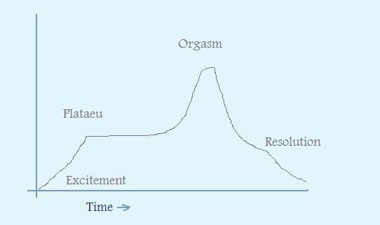the sexual response cycle of the male